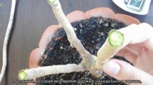 Почему у драцены опускаются листья вниз