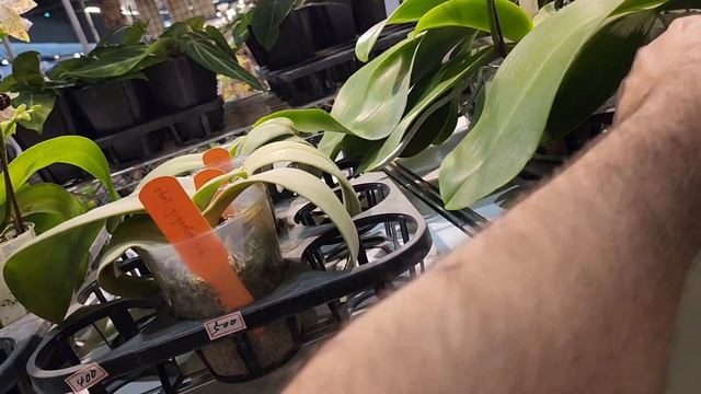 Tios 2024. часть 2