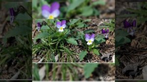 Узамбарская фиалка(сенполия) и интересные факты о ней