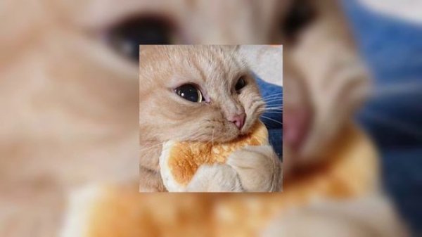 kiri cat (-speed up)