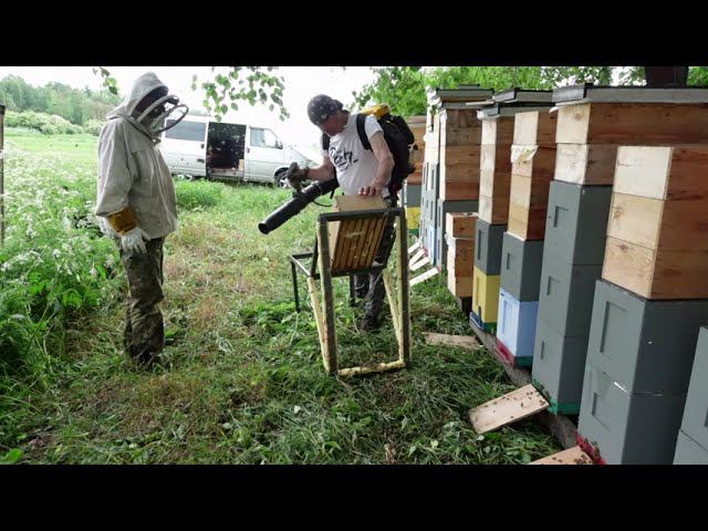 удаляем пчел из медовых корпусов воздуходувкой смотреть онлайн