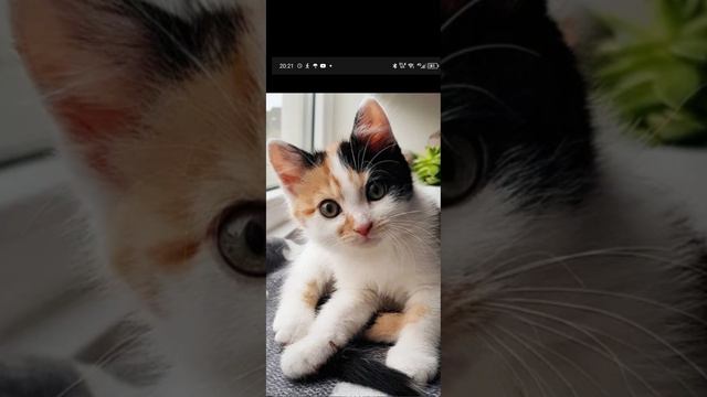 милые котики смотреть онлайн