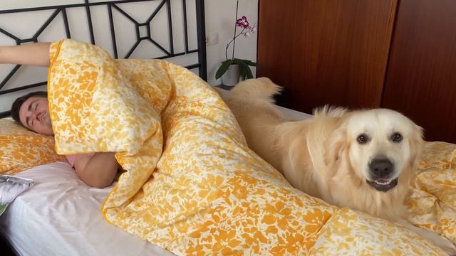 How I wake up when I have a Golden Retriever смотреть онлайн