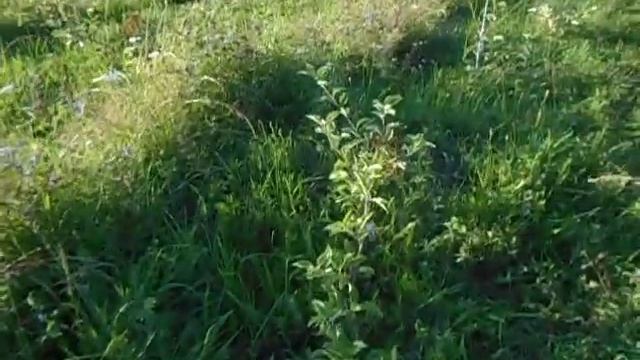 Яблоня сорта абрикосовое. Старинный русский сорт. смотреть онлайн