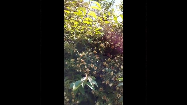 Floração da Pereskia Aculeata | Abelhas na Ora pro Nóbis #shorts смотреть онлайн