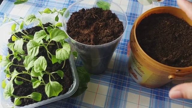 Посадка и уход за огурцами