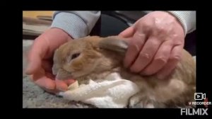 Содержание декоративного кролика дома.