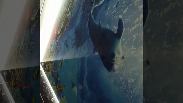 красивый натяжной потолок в ванную комнату. Парящий потолок в ванную. Фотопечать смотреть онлайн