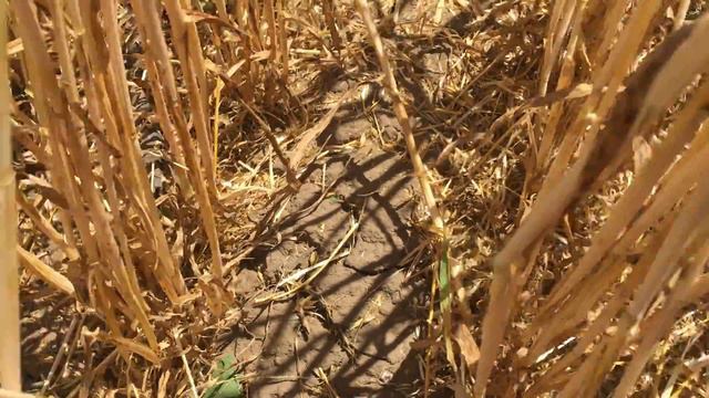 Малые потери за очёсывающими жатками уборочная компания 2017 года смотреть онлайн