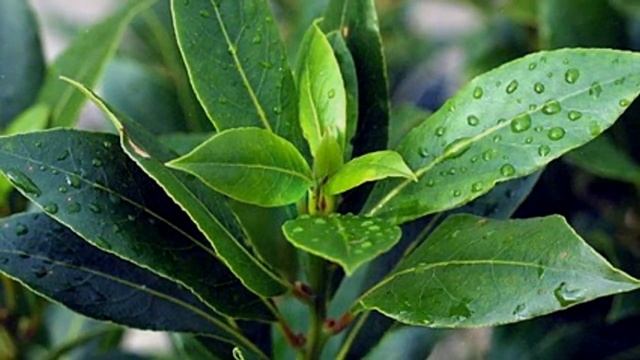 5 комнатных растений, которые защищают от вирусов. смотреть онлайн