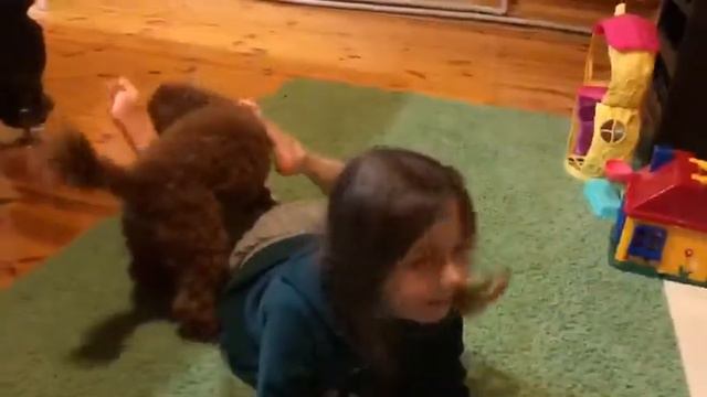 Это моя собака её зовут Мишель Миша это старое видео она выросла ей сейчас 7 лет♥️♥️♥️❤️❤️❤️❤️ смотреть онлайн