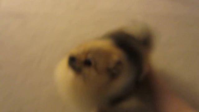 Rufus: Super Happy Pomeranian! смотреть онлайн