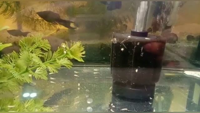 Мои тритоны отнерестились. Личинка тритона.