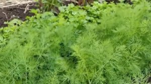Укроп будет пышным и ароматным. Подкормка укропа