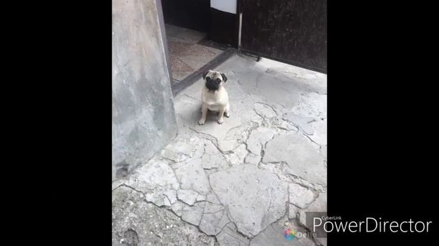 Классные мопсы смотреть онлайн