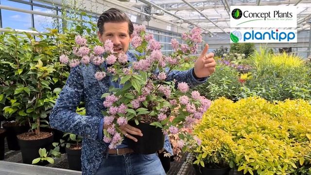 Deutzia Raspberry Sundae
