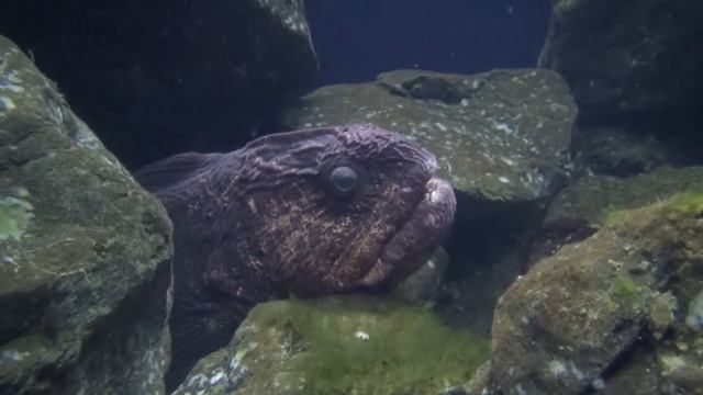 オオカミウオ　Bering wolffish　Anarhichas orientalis　新江ノ島水族館　Enosima Aquarium смотреть онлайн