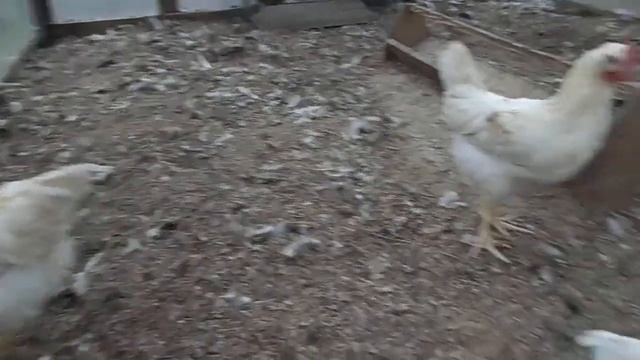 Петушки Ломан Браун смотреть онлайн