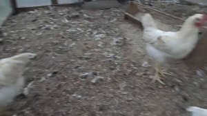 Петушки Ломан Браун