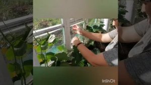 КАК ПАСЫНКОВАТЬ ОГУРЦЫ В ТЕПЛИЦЕ