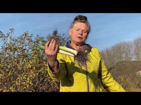 ЛУК-ПОРЕЙ. Выращивание и хранение. смотреть онлайн
