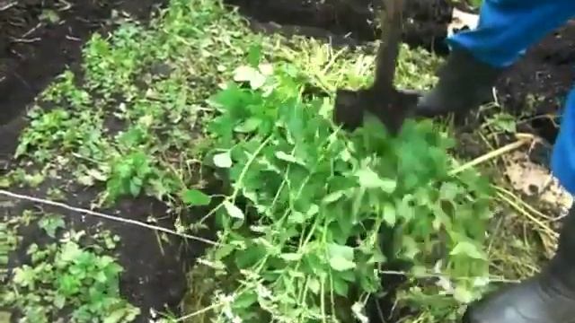 Тёплая грядка - посадка дыни и арбуза смотреть онлайн