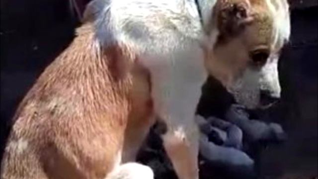 Алабайку бросuлu на прuвязu, лuшuлu еды и воды! То, что стало с щенятами просто УЖАС!