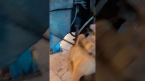 Citroen C3 Замена сайлентблоков передних нижних рычагов.