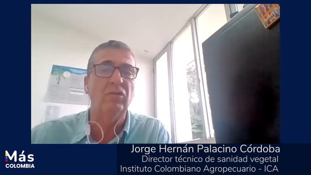 ¿Qué Es El Fusarium, El Hongo Que Ataca El Banano Colombiano?