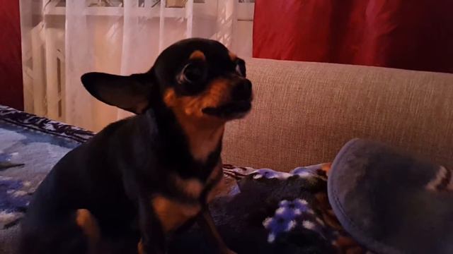 Самая злая и жадная собака в мире смотреть онлайн