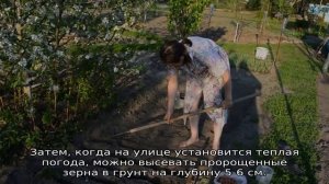 Нужно ли замачивать фасоль перед посадкой в открытый грунт