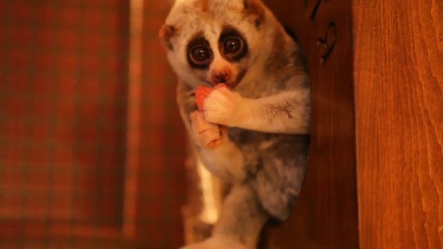 Лемур ест арбуз смотреть онлайн