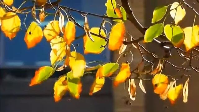 песня ВЕТКА  ЛИПЫ