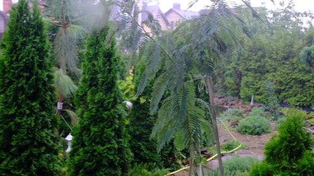 НАШ САД ПОД ТРОПИЧЕСКИМ ЛИВНЕМ В РОСТОВЕ-НА-ДОНУ смотреть онлайн