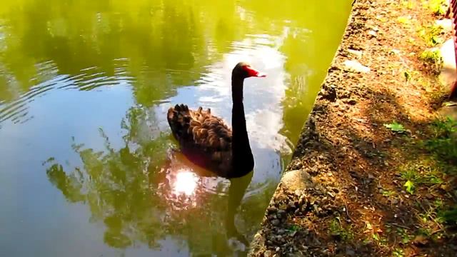 ТЕБЕРДИНСКИЙ ЗАПОВЕДНИК. 19 ИЮЛЯ 2020 ГОД смотреть онлайн