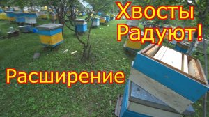 Хвосты радуют. Второе расширение