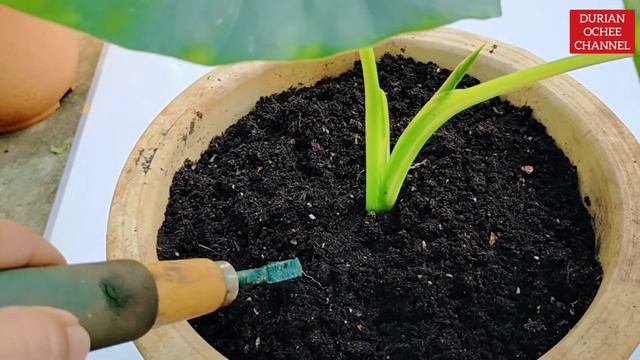 Cara mudah besarkan daun Keladi Macrorrhiza & Keladi Mickey Mouse ..!! смотреть онлайн