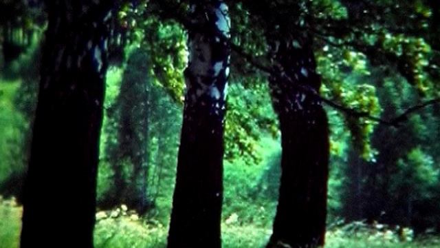Лесные поляны смотреть онлайн