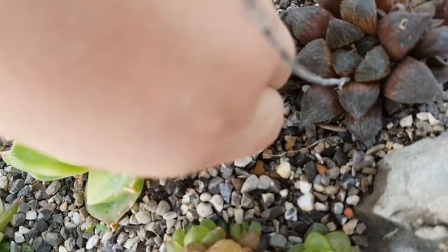 Update on the Haworthia planter ;) смотреть онлайн