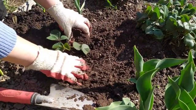 КЛУБНИКА И ЕЁ ПОСАДКА В ОТКРЫТЫЙ ГРУНТ. ОБРАБОТКА КУСТОВ КЛУБНИКИ ВЕСНОЙ ДЛЯ ХОРОШЕГО УРОЖАЯ. смотреть онлайн
