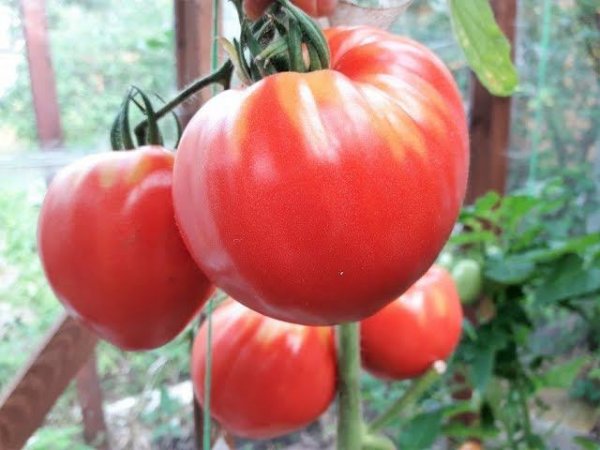 Томат Мишка косолапый - урожайный, крупноплодный и очень вкусный