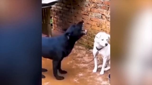 Приколы с животными! С ОЗВУЧКОЙ! Смешные коты! ДО СЛЕЗ! смотреть онлайн