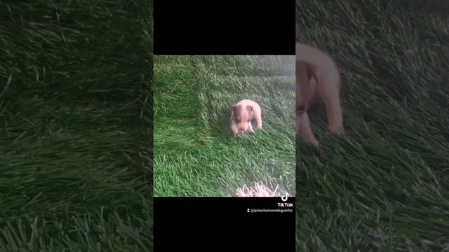 olhe que coisa mais linda cheia de graça fazendo pirraça . #pinscher machinho doguinho miniatura смотреть онлайн