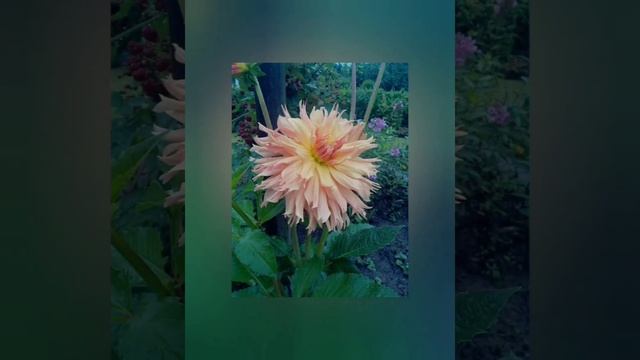 ? Георгины, георгины, до чего ж вы хороши. Георгины, георгины, вы для сердца и души ?.