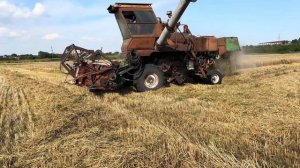 Уборка озимой пшеницы сорт Тимирязевка 150 на комбайне нива ск5м. Урожайность 50+ц/га!