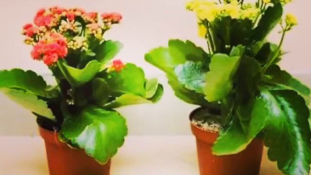 ПОЛЕЗНЫЕ РАСТЕНИЯ В ДОМЕ смотреть онлайн