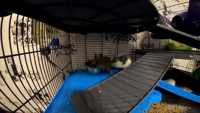 Как крысы обычно ведут себя дома 2 / How rats usually behave at home 2 смотреть онлайн