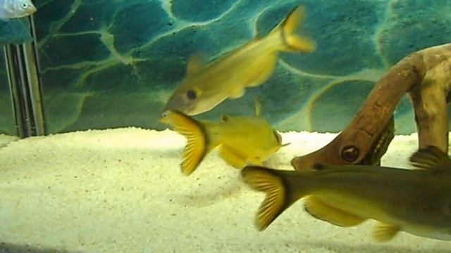 L СОМЫ ПАВЛИНИЙ GLAZ КУШАЮТ РЫБУ ХЕК. смотреть онлайн