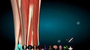 Мышцы голени. Голеноподколенный (Груберов) канал. Мышечно-малоберцовые каналы. Подколенная ямка.