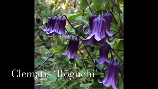 Daniel Sparler and Clematis ‘Rōguchi’ - NHS Board Members Present смотреть онлайн